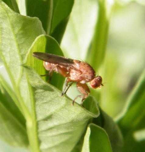 Suillia gigantea